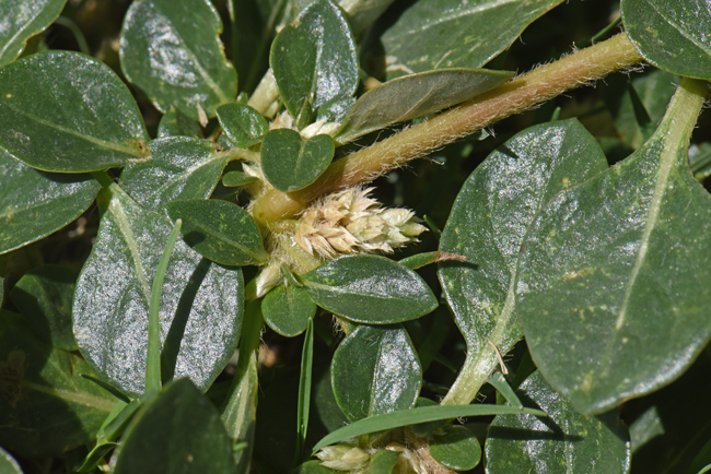 Khakiweed flowers are white and nestled within straw colored bracts. You may note that the flowers are axillary and emerge from nodes along the stems. The seeds are ovate and the fruit is a one-seeded utricle. Alternanthera pungens